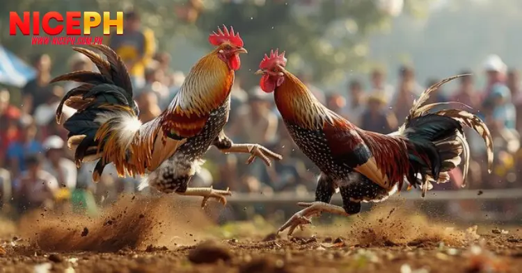 Why Assess a Rooster’s Traits to Predict Fighting Styles Important?