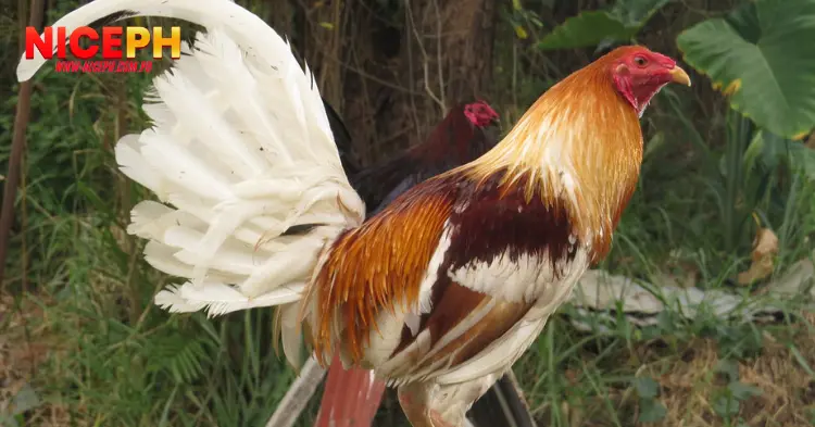 Characteristics of Cuban Chickens