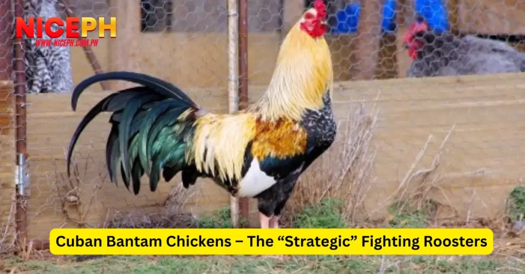 Cuban Bantam Chickens – The “Strategic” Fighting Roosters