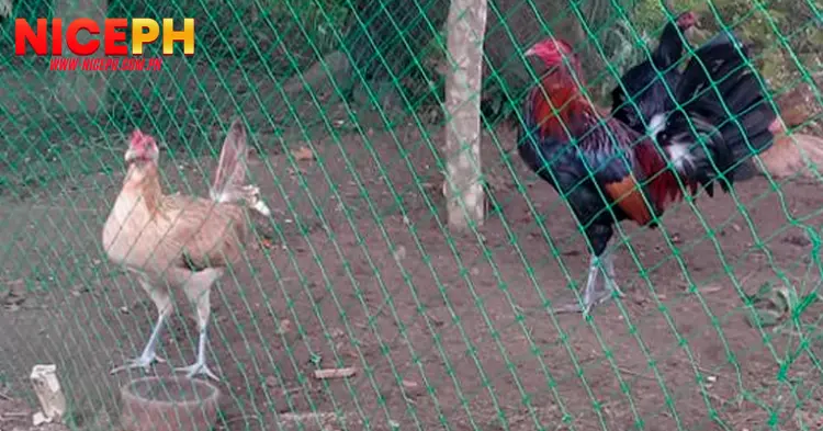 Daily Exercise - Running in a Cage