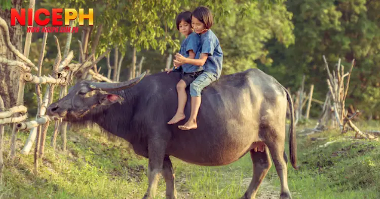 Dreaming About Riding a Buffalo