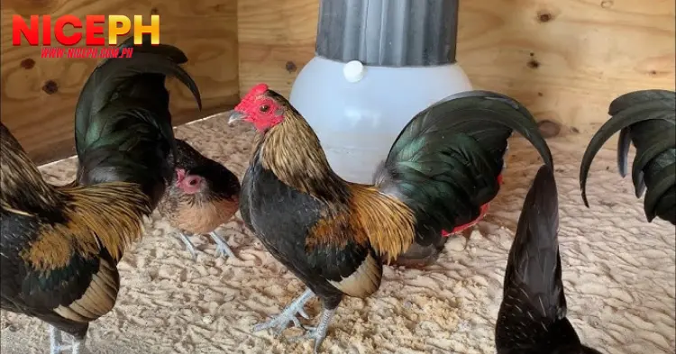 Essential Tips for Raising Bantam Gamefowl