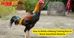 How to Build a Sabong Training Run to Boost Gamefowl Stamina