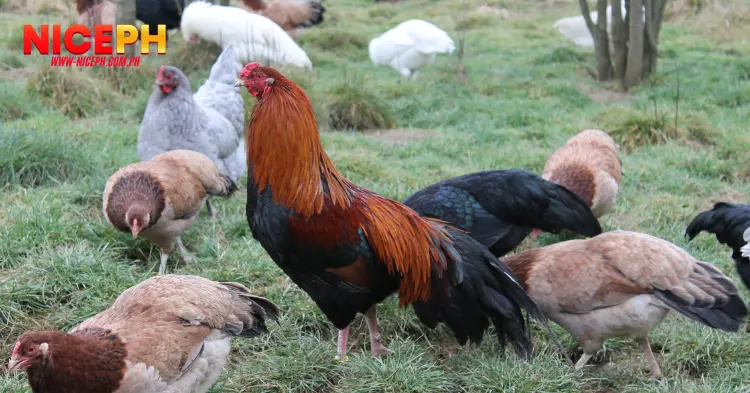 Introduction to Cuban Bantam Chickens