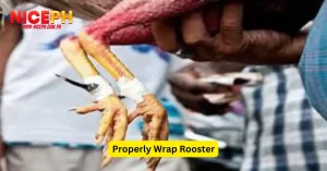 Properly Wrap Rooster