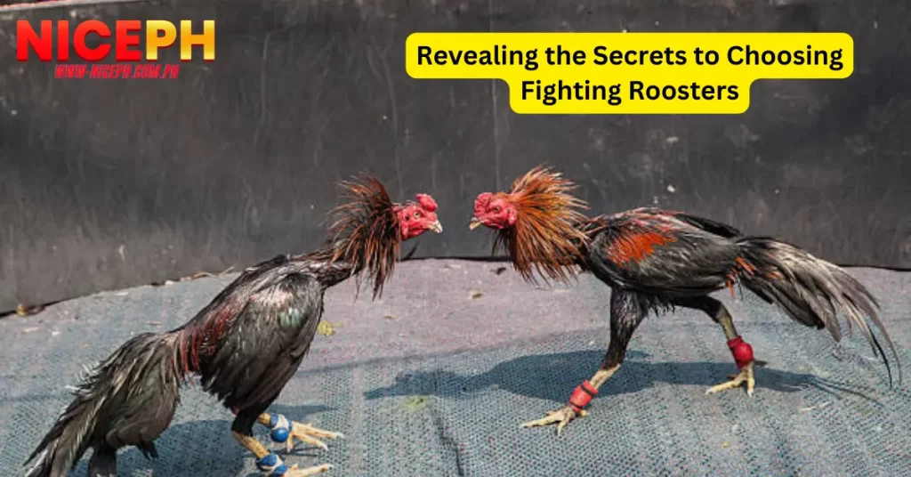 Revealing the Secrets to Choosing Fighting Roosters