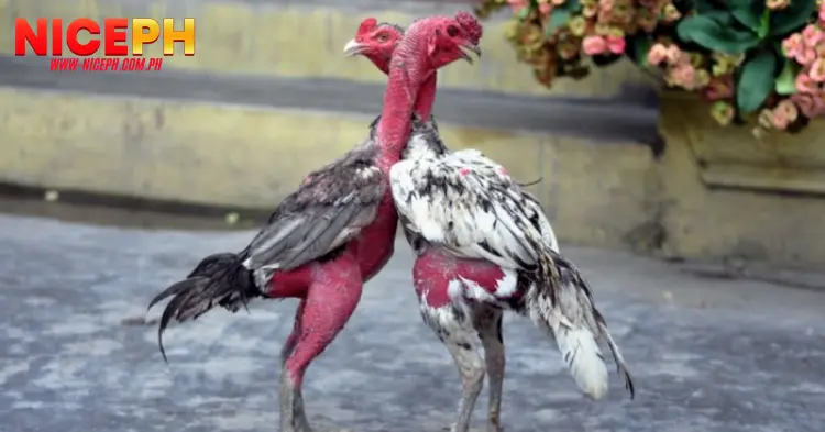 Selecting Fighting Roosters by Evaluating Their Posture