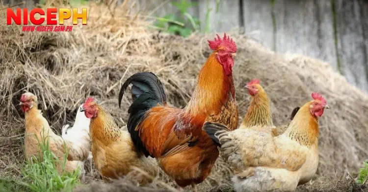 Traditional Remedies for Healing Fighting Roosters