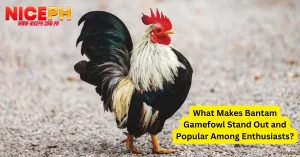 What Makes Bantam Gamefowl Stand Out and Popular Among Enthusiasts?